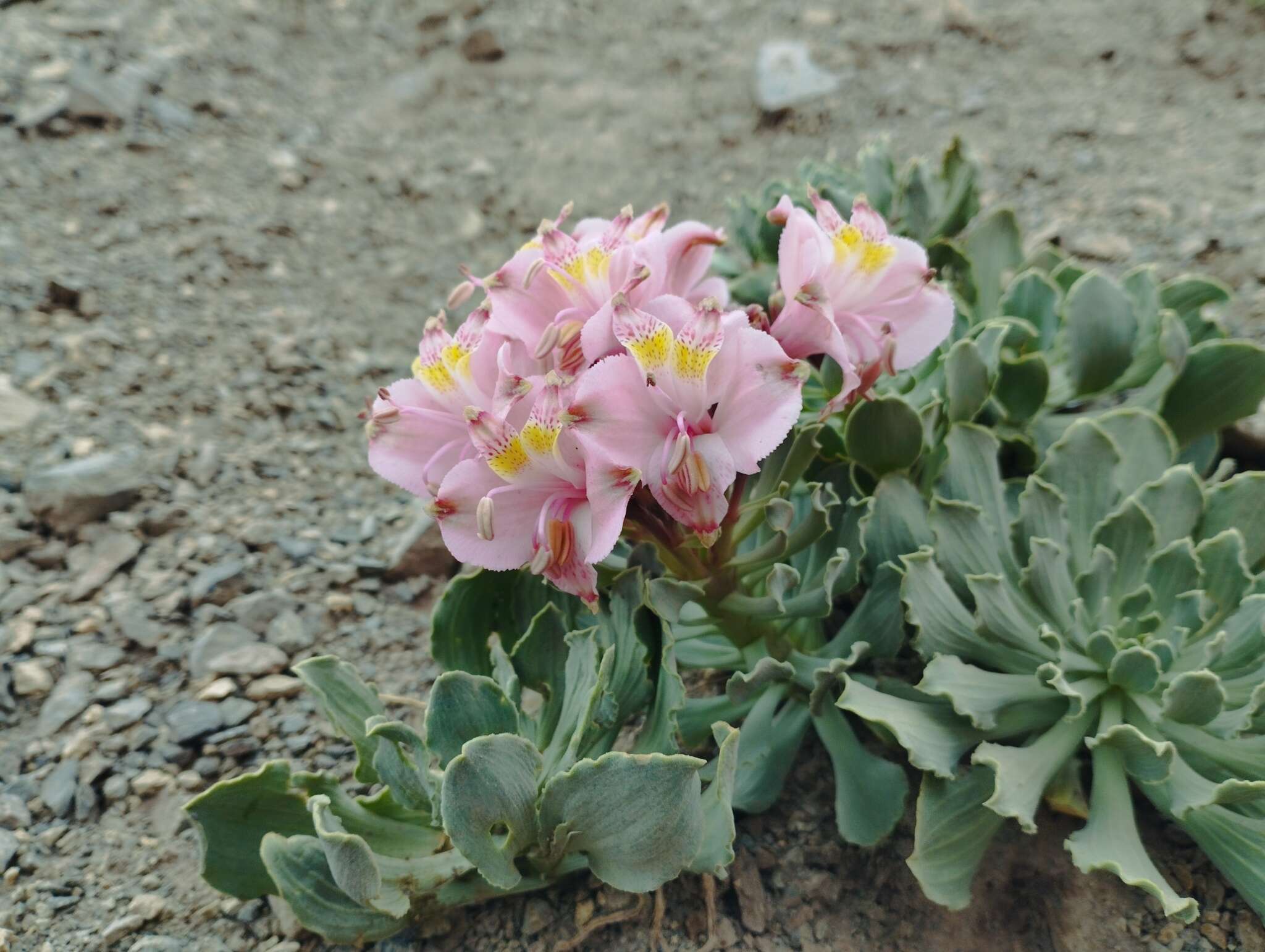 Image of Alstroemeria umbellata Meyen