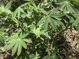 Image of Lupinus latifolius subsp. wigginsii (C. P. Sm.) P. Kenney & D. B. Dunn