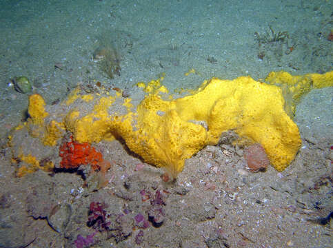 Image of boring sponge