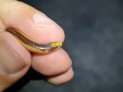 Image of Coastal Legless Skink