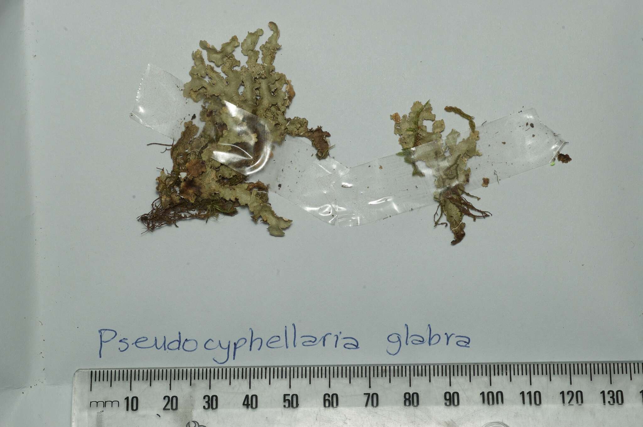 Image of Pseudocyphellaria glabra (Hook. fil. & Taylor) C. W. Dodge