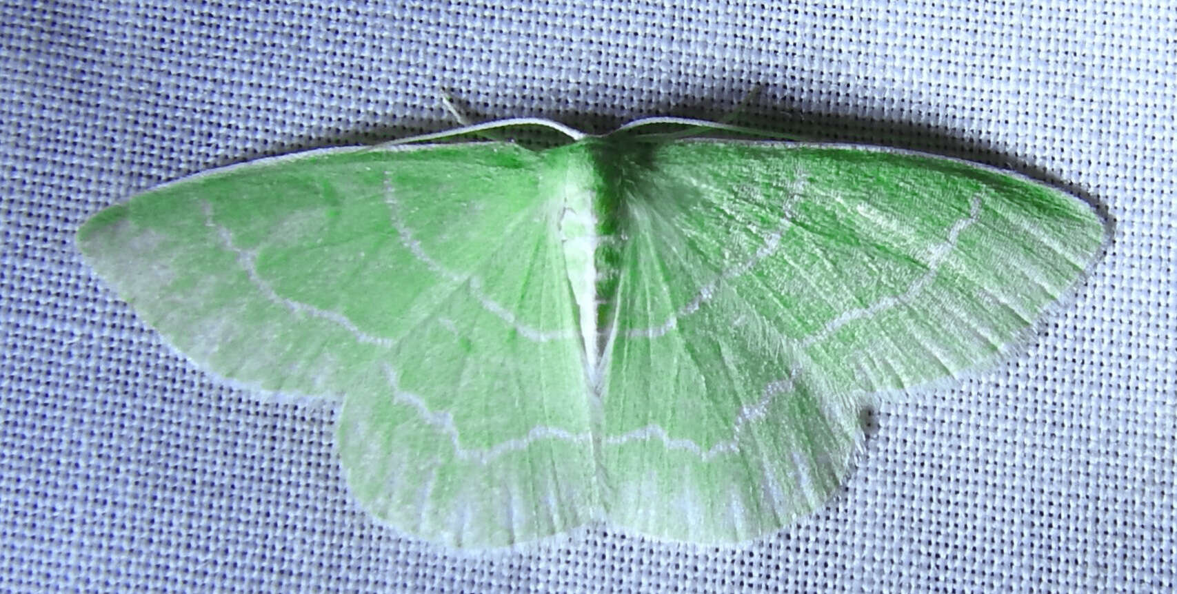 Image of Wavy-lined Emerald