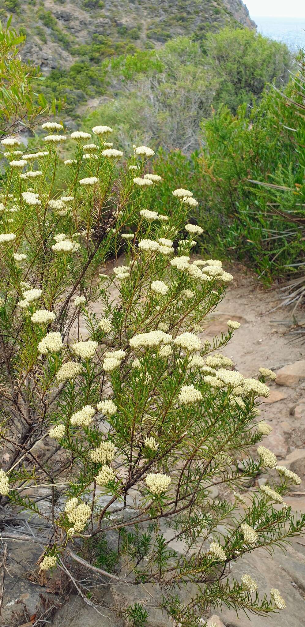 Image of <i>Cassinia complanata</i>