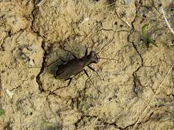 Image of Cliff tiger beetle