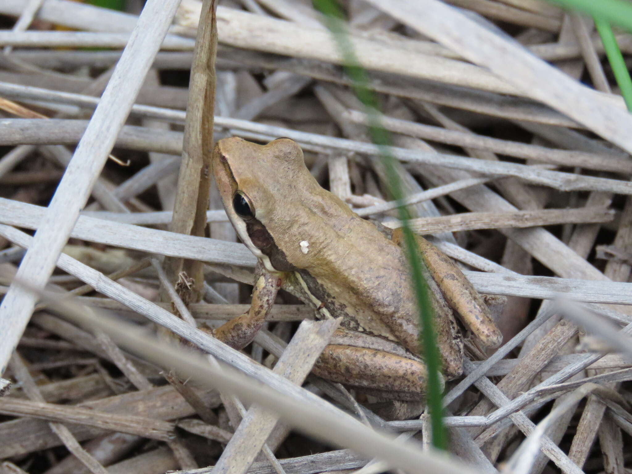 Image de Litoria adelaidensis (Gray 1841)