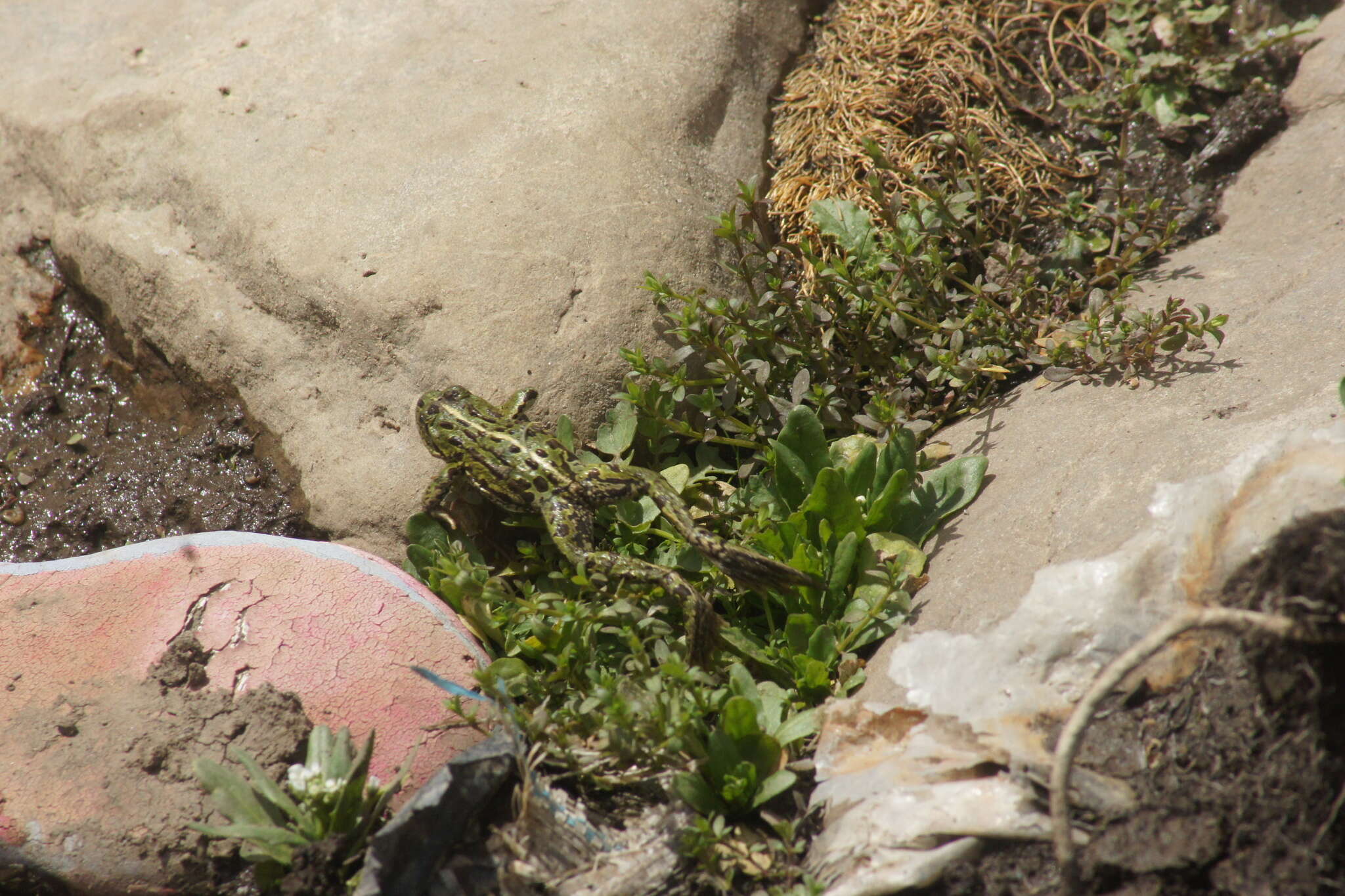 Image of Plateau Frog