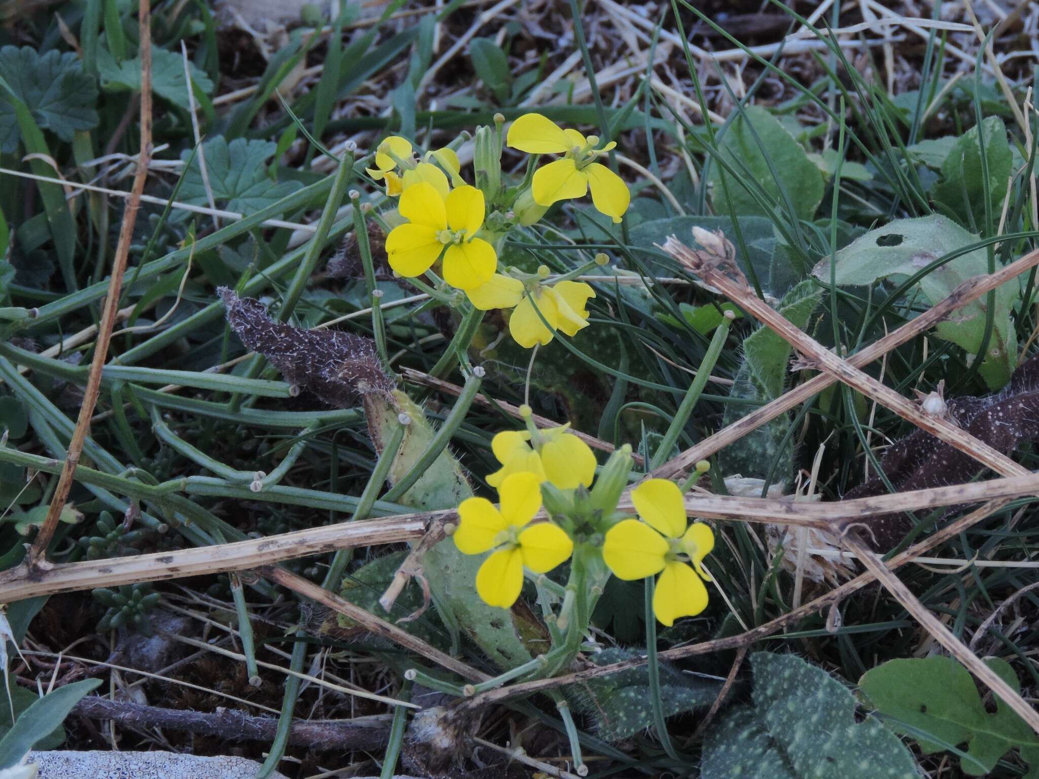 صورة Erysimum maremmanum