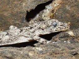 Mediodactylus heterocercus (Blanford 1874) resmi