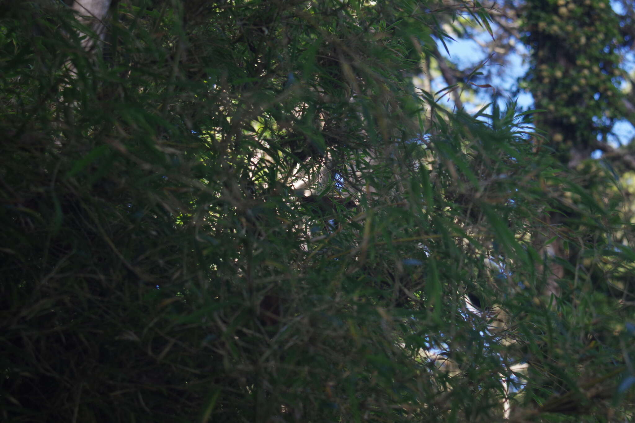 Image of Taiwan Bush Warbler