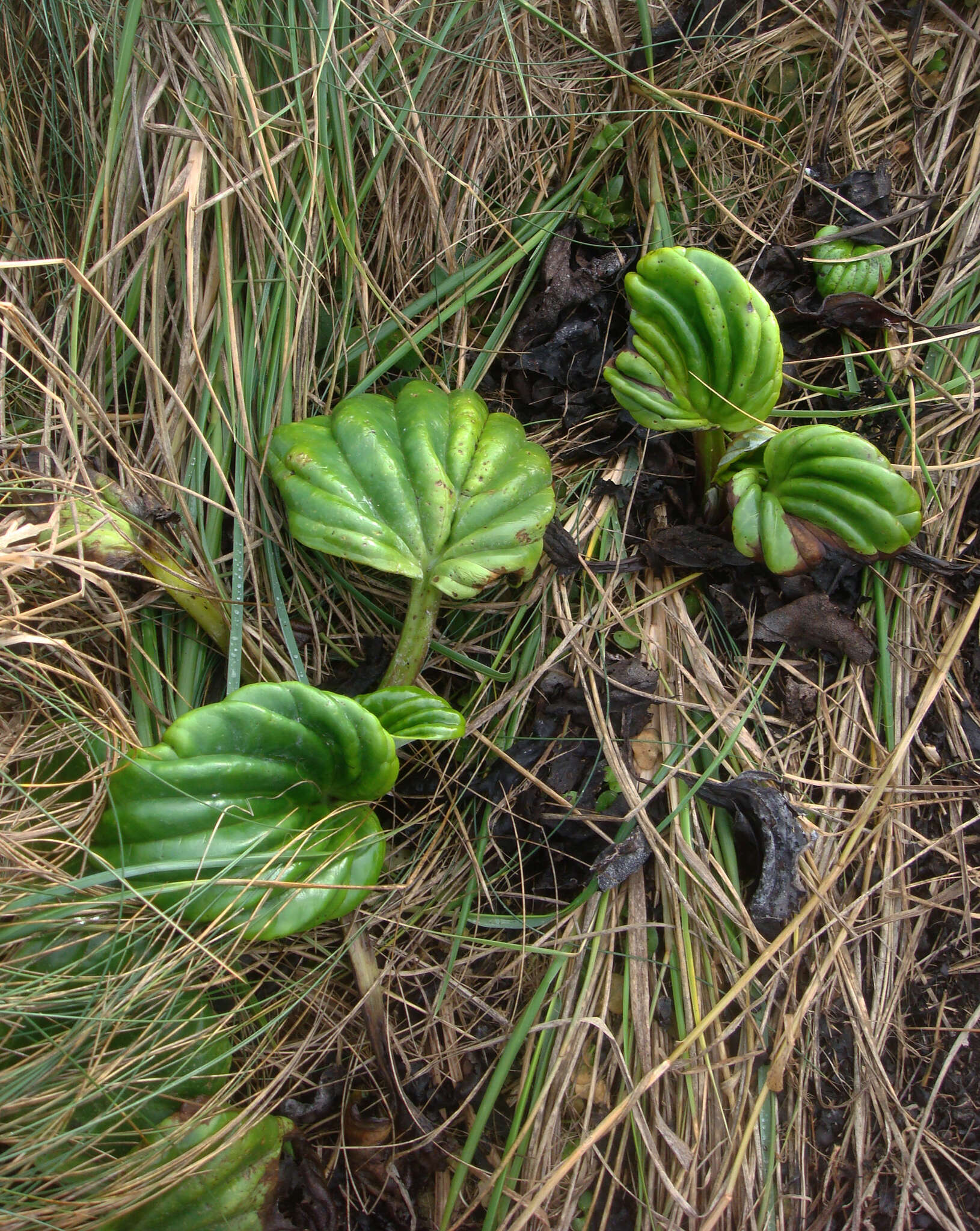 Image of giant forget-me-not