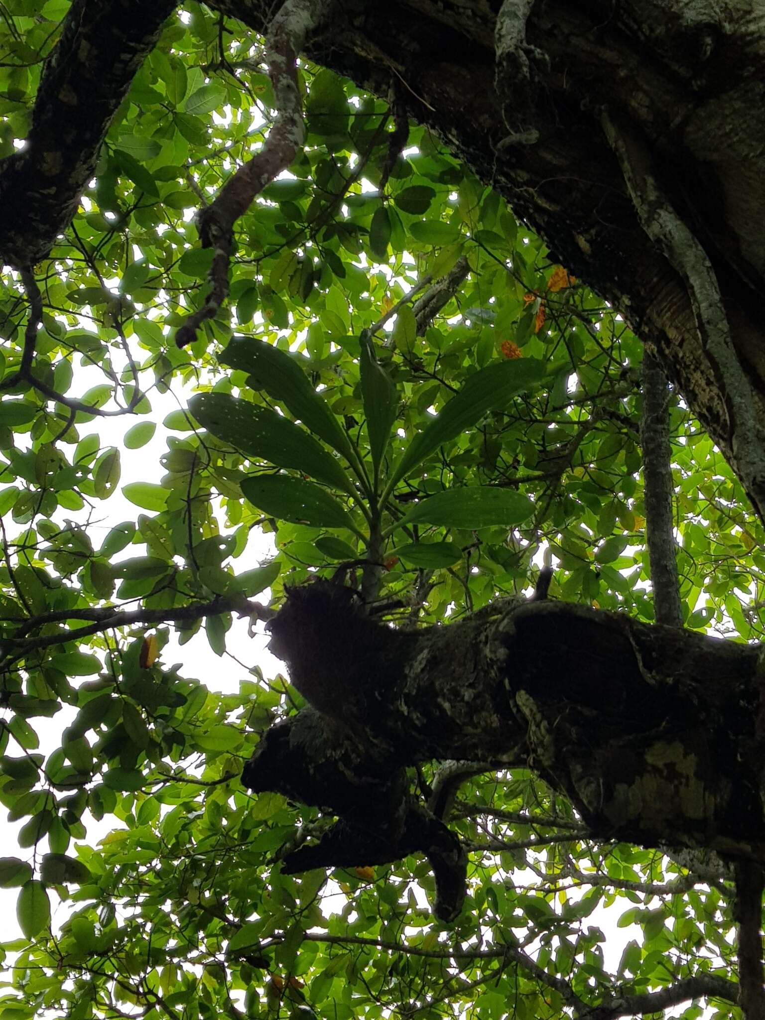 Image of Catasetum maculatum Kunth