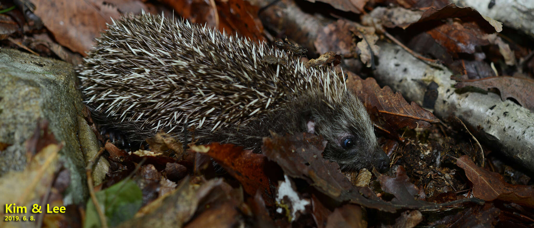 Imagem de Erinaceus amurensis Schrenk 1859