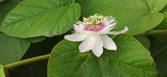 Sivun Passiflora foetida L. kuva