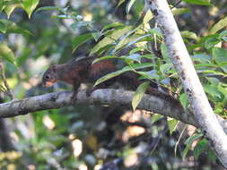 Image of Red-legged Sun Squirrel