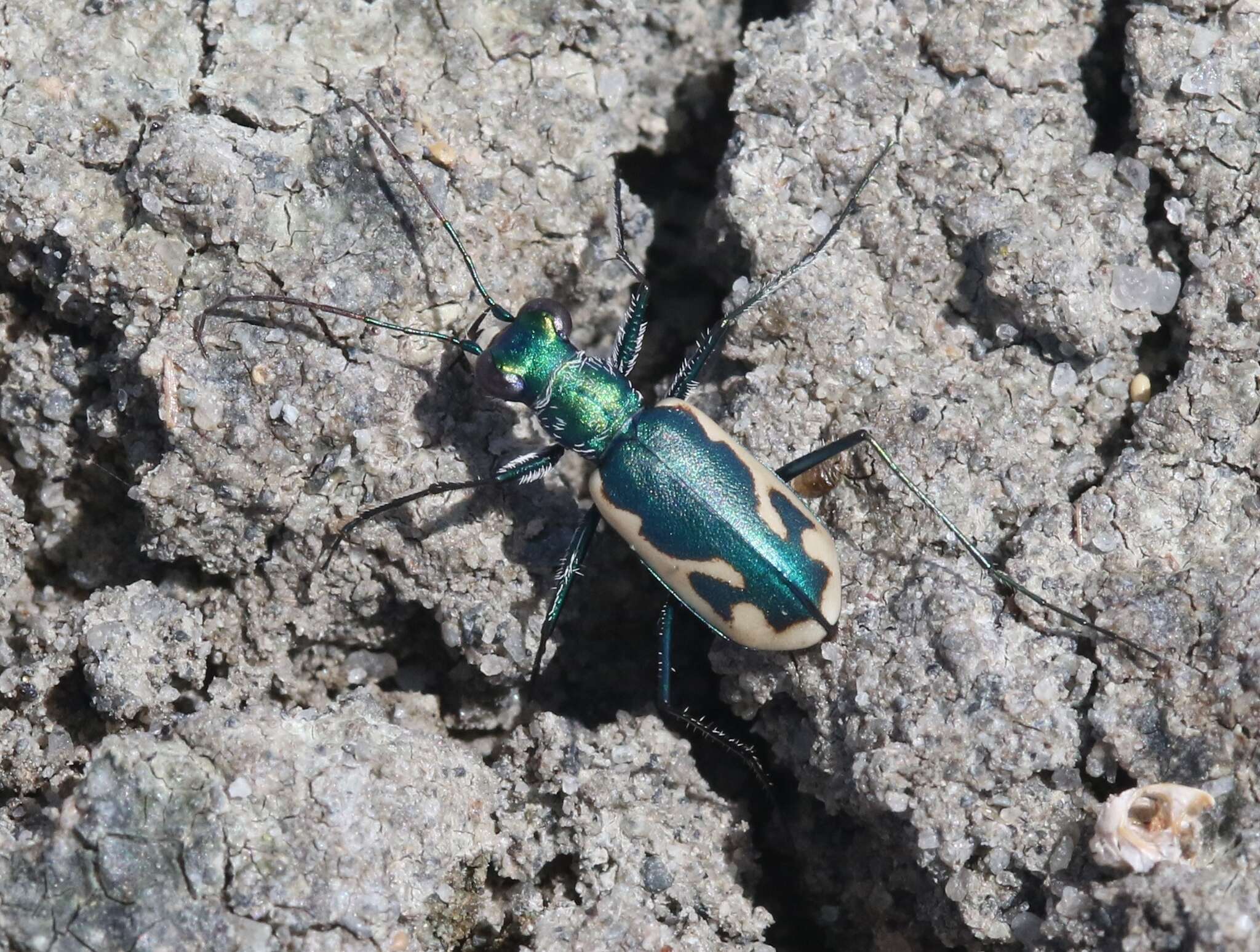 Image of Eunota fulgoris erronea (Vaurie 1951)