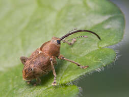 Image of Acorn weevil