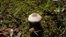 Image of Eastern Flat-topped Agaricus