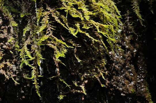 Image of palustriella moss