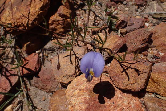 Imagem de <i>Lotononis filiformis</i>