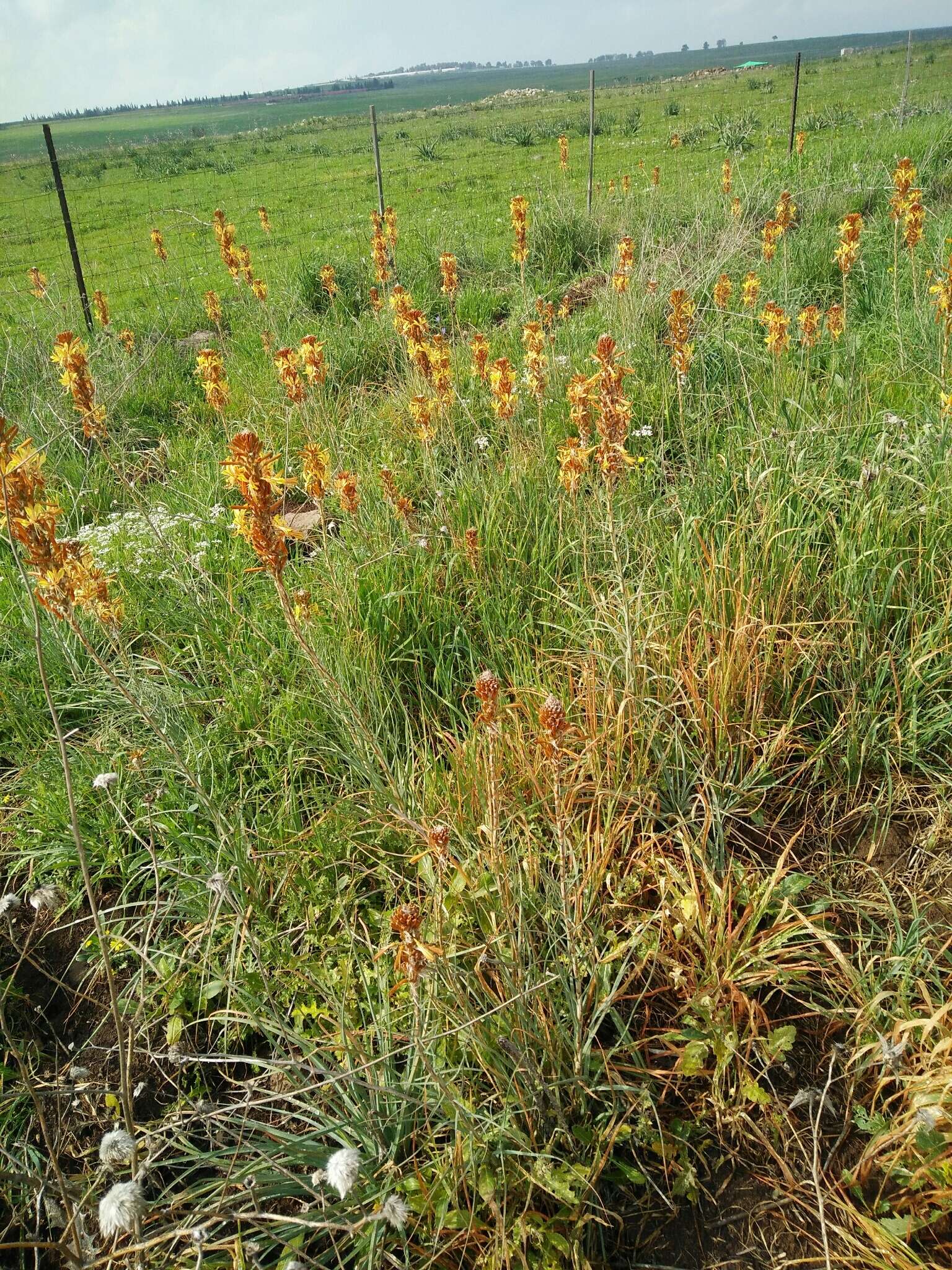 Image of yellow asphodel