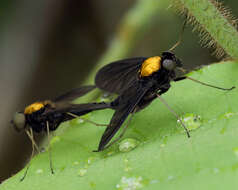 Image of Chrysopilus davisi Johnson 1912