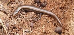 Image of Oak Forest Skink