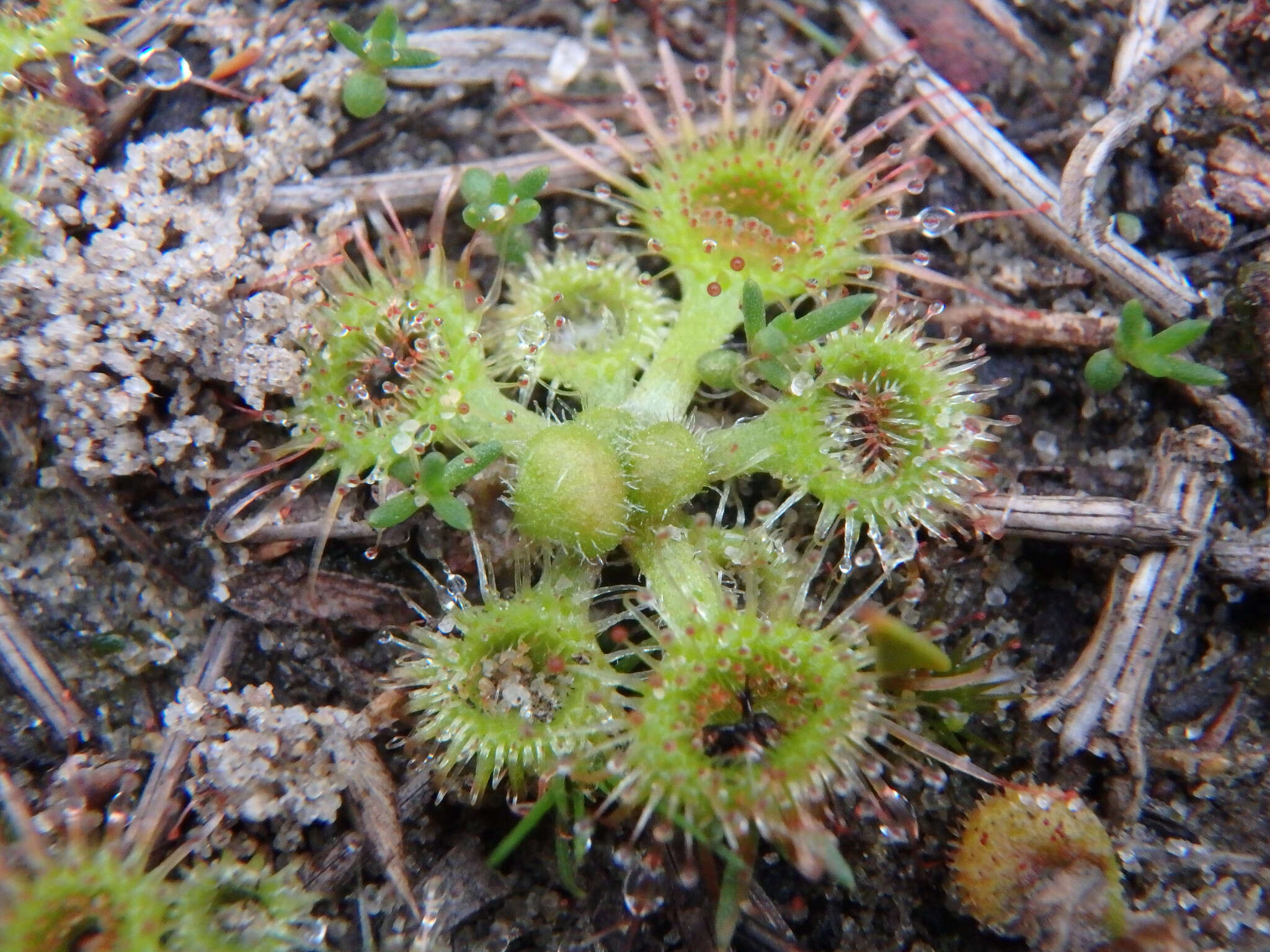 Imagem de Drosera glanduligera Lehm.