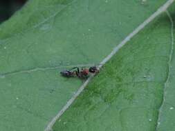 Sivun Pseudomyrmex gracilis (Fabricius 1804) kuva