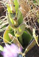 Image of Crassula capitella subsp. nodulosa (Schönl.) Tölken