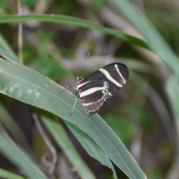 Image of Zebra Longwing