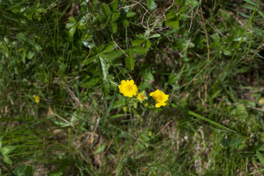 Image of Potentilla aurea L.