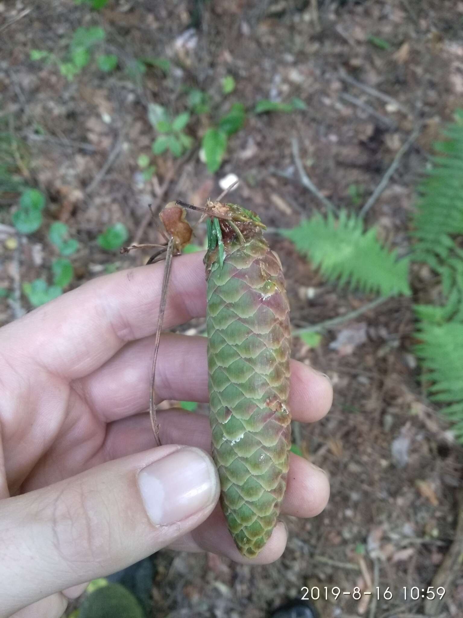 Imagem de Picea fennica (Regel) Kom.