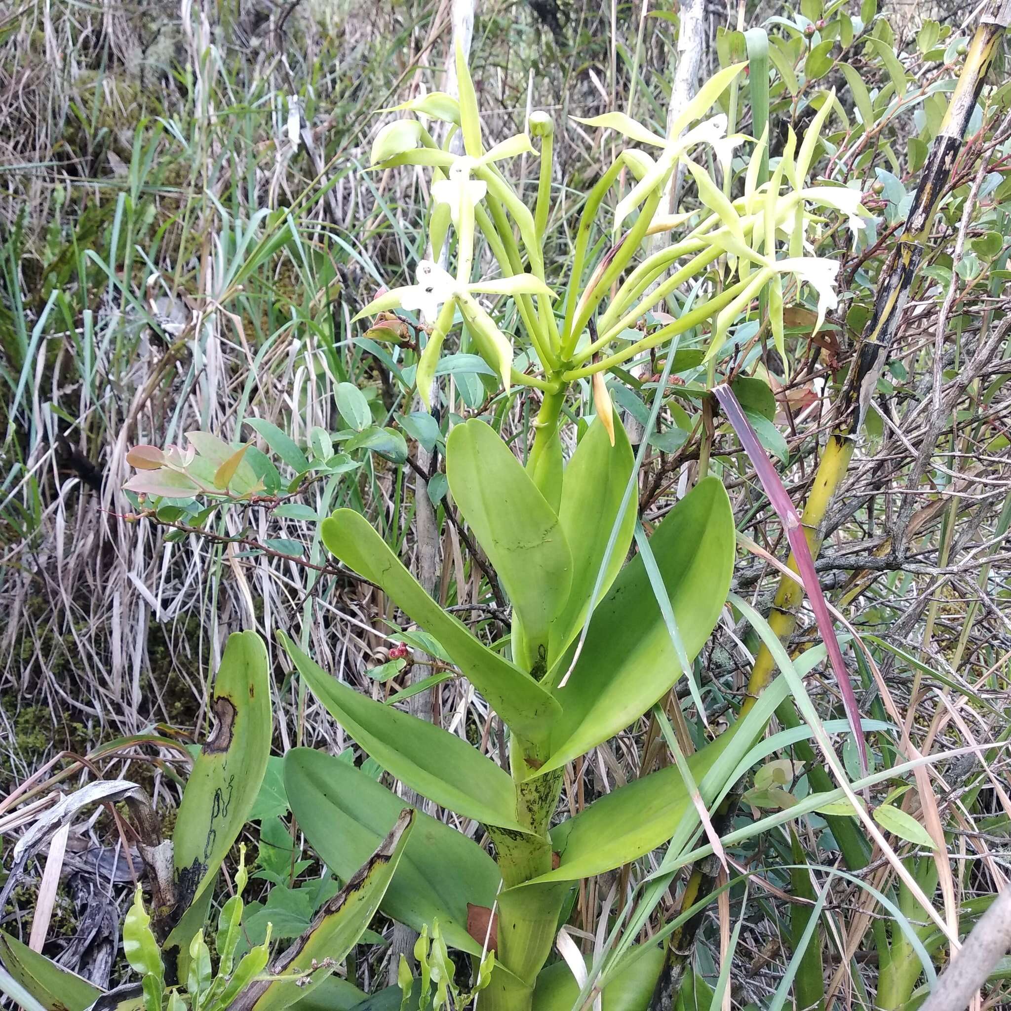 Image of Epidendrum lacustre Lindl.