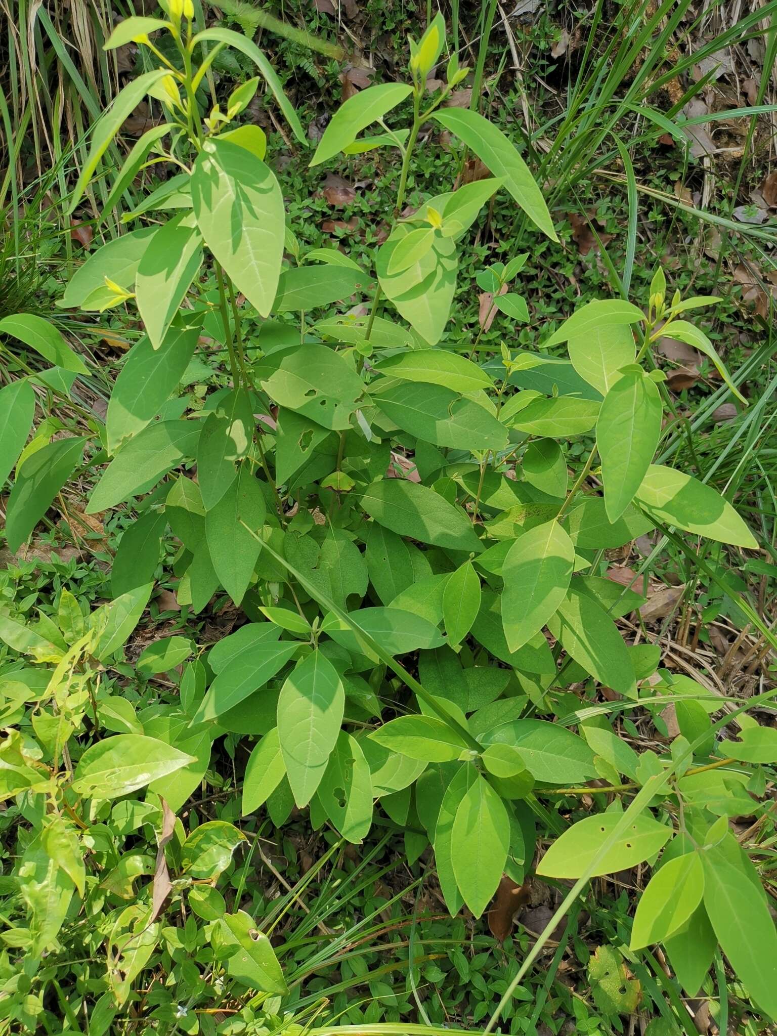 Image of Sassafras tzumu (Hemsl.) Hemsl.