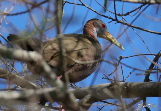 Image of Giant Wood Rail