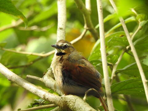 Image of Ochre-cheeked Spinetail