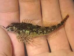 Image of Prickly sculpin