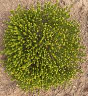 Image of Kippistia suaedifolia F. Müll.