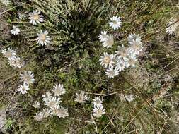 Imagem de Rhodanthe anthemoides (Spreng.) P. G. Wilson