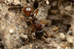 Image of Tetramorium impressum (Viehmeyer 1925)