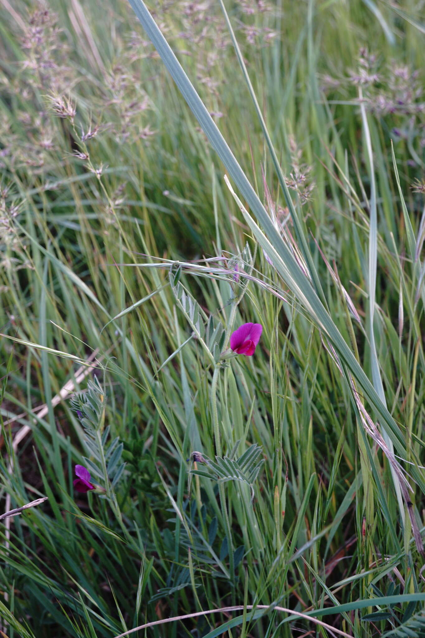 Image of subterranean vetch