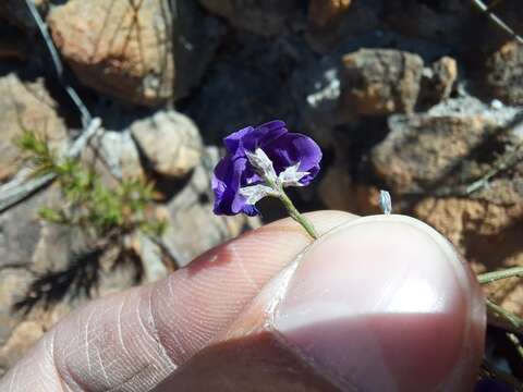 Imagem de Amphithalea biovulata (Bolus) Granby