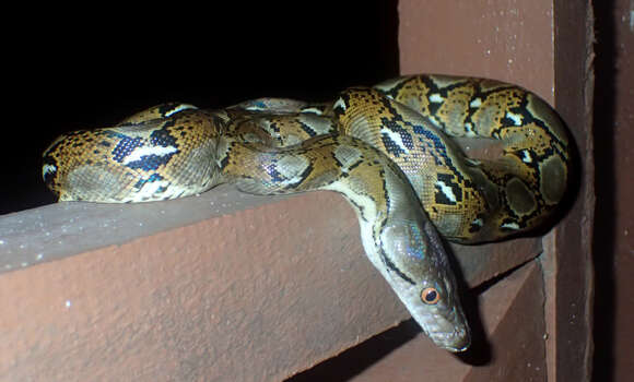 Image of Malayopython reticulatus reticulatus (Schneider 1801)