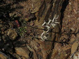 Image of Haworthia herbacea (Mill.) Stearn