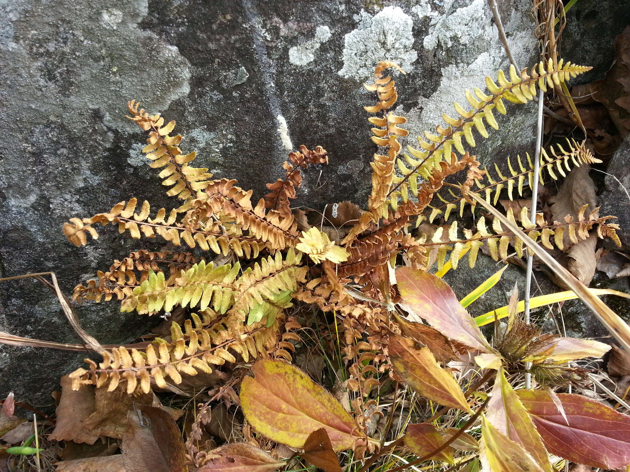 Image of Woodsia polystichoides D. C. Eat.