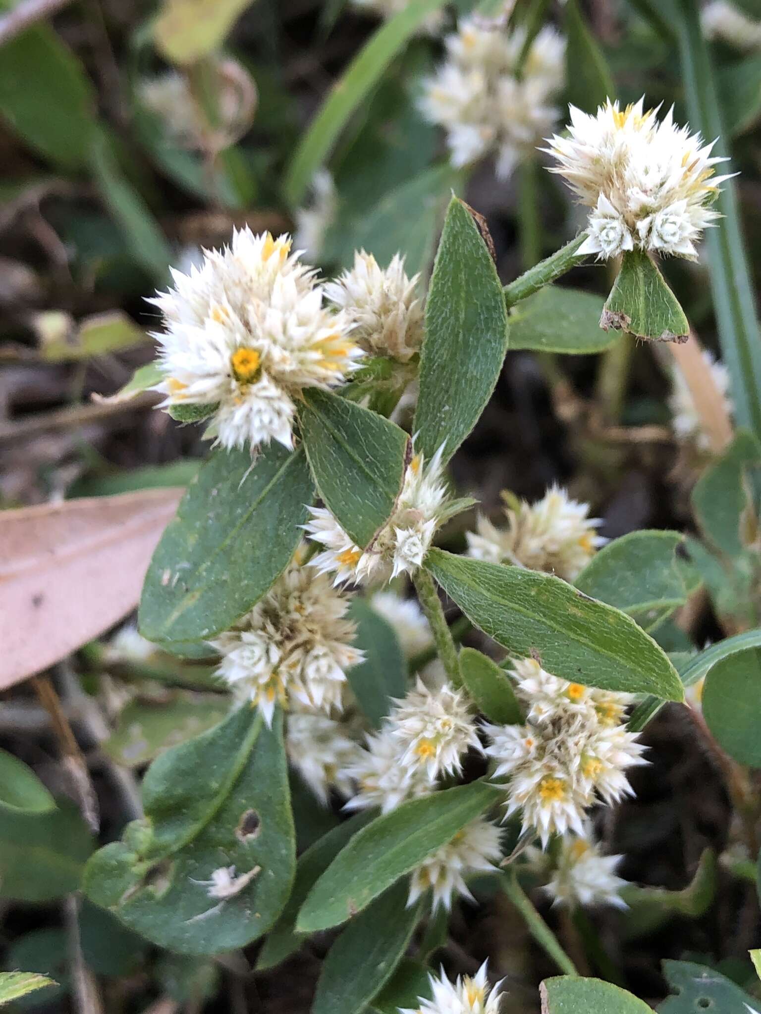 صورة Alternanthera ficoidea (L.) R. Br.