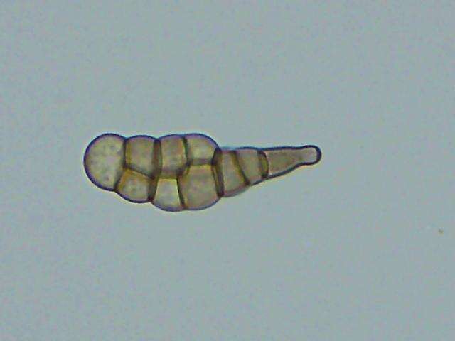 Image of Alternaria solani Sorauer 1896