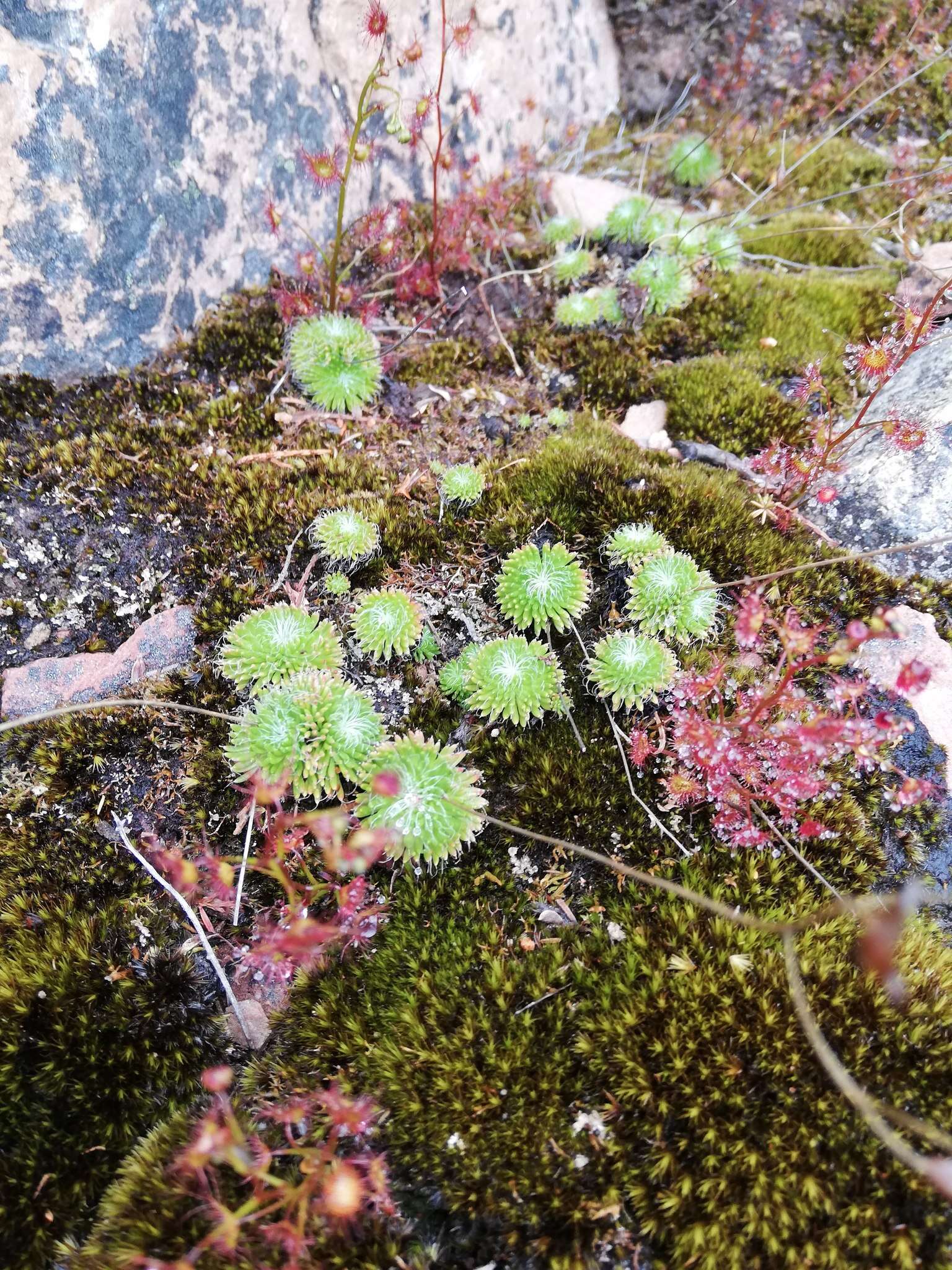 Image of Stylidium soboliferum F. Müll.