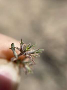 Image of fivetooth spineflower