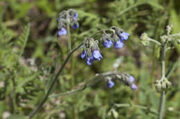 Image de Cynoglossum anchusoides Lindl.